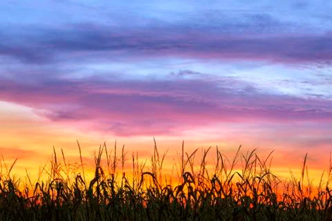 Cornfield Sunset Silhouette Stock Photos