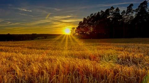 Cornfield At Sunset in Summer (Grain, Corn) Stock Photos