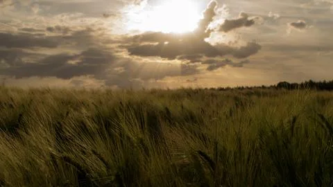 Cornfield in the sunset. the sun rays break through the clouds. Stock Photos