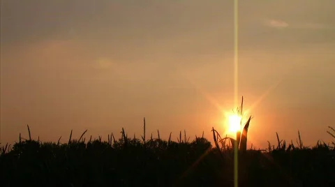 Cornfield Sunset Time Lapse Stock Footage 84146