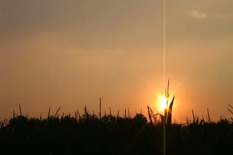 Cornfield Sunset Time Lapse Stock Footage