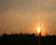 Cornfield Sunset Time Lapse SD Footage