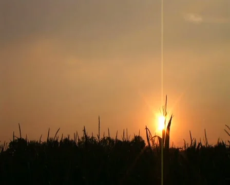Cornfield Sunset Time Lapse Stock Footage 2872354