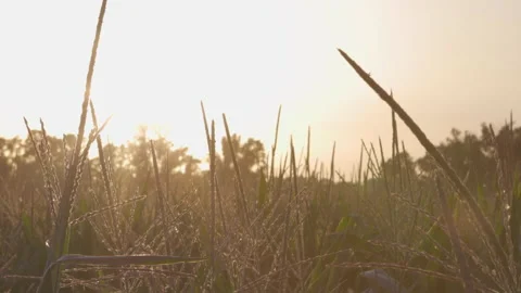 Cornfield at sunset warm light in the Italian countryside Stock Footage 157174068