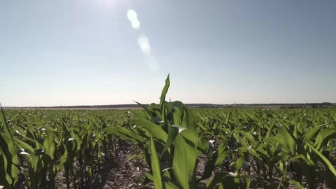 Cornfield swaying in gentle breeze under bright sun in late afternoon Stock Footage 320436678