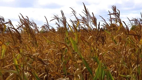 Cornfield. Sways in the wind. Autumn. It's time to harvest. Stock Footage 125691168