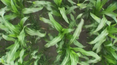 Cornfield Sweet Corn Aerial Stock Footage 25587029
