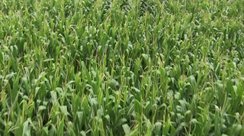 Cornfield Sweet Corn Aerial Stock Footage 27813249