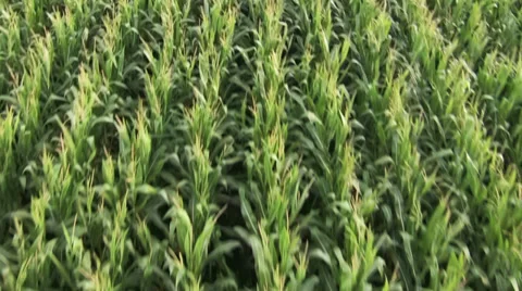 Cornfield Sweet Corn Aerial Stock Footage 27814089