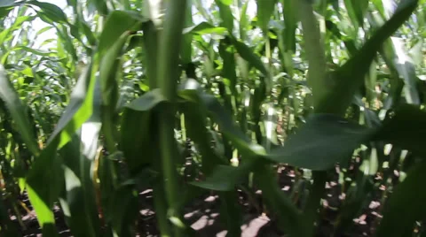 Cornfield Sweet Corn Stock Footage 28678181
