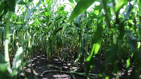 Cornfield Sweet Corn Stock Footage 28682556