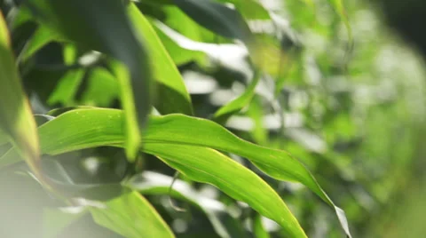 Cornfield Sweet Corn Stock Footage 28721377