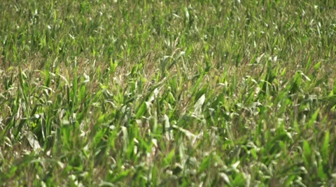 Cornfield Sweet Corn Stock Footage 28781844