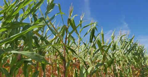 Cornfield in Texas Video stock 69124533
