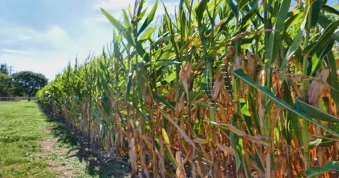 Cornfield in Texas Video stock 69201108