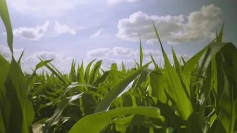 Cornfield Tilt Down from Sun Stock Footage 329613432