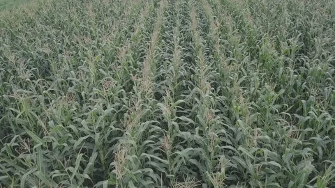 Cornfield from the top 動画素材 94367168