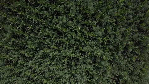 Cornfield topshot spinning drone 스톡 동영상 142813719