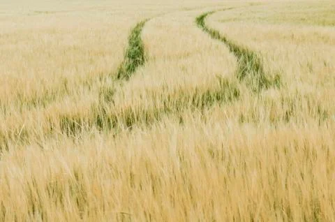 Cornfield with track Stock Photos