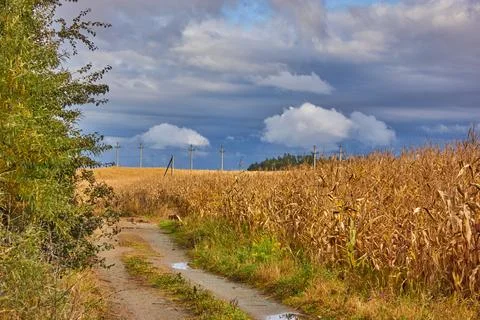 A cornfield, a tree and a road in a cloudy rainy day Stock Photos