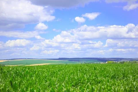 Cornfield under the blue cloudy sky. Landscape nature photo Stock Photos