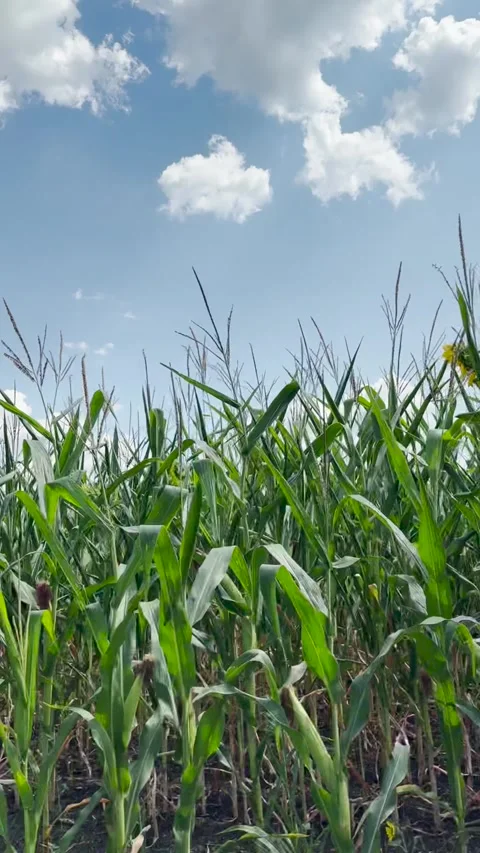 Cornfield under a blue sky, Green corn plants growing tall, Summer day in rural Stock Footage 311484641