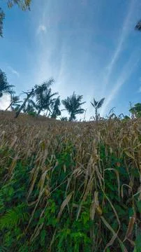 Cornfield Under a Blue Sky Fotos Stock