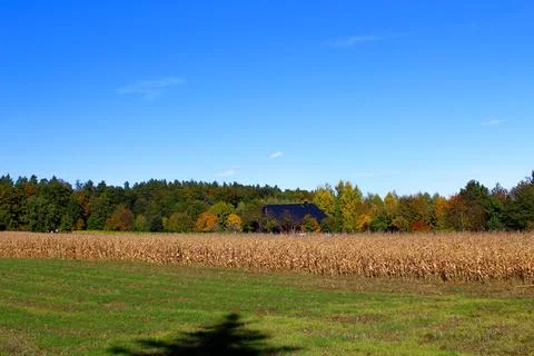 Cornfield under a clear blue sky with trees showing autumn colors Foto stock