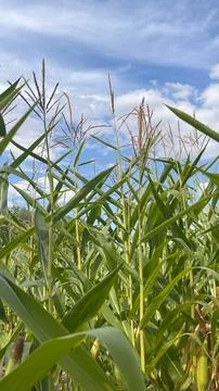Cornfield under a clear blue sky on a sunny day with tall plants reaching f.. Stock Photos