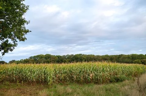 Cornfield under cloudy sky in rural England Stock Photos
