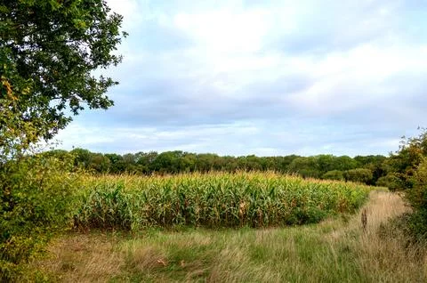 Cornfield under cloudy sky in rural England Stock Photos