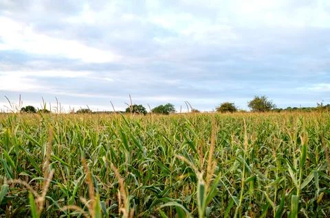 Cornfield under a cloudy sky at sunset. Stock Photos