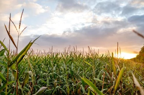 Cornfield under a cloudy sky at sunset. Stock Photos