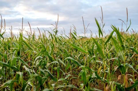 Cornfield under a cloudy sky at sunset. Stock Photos