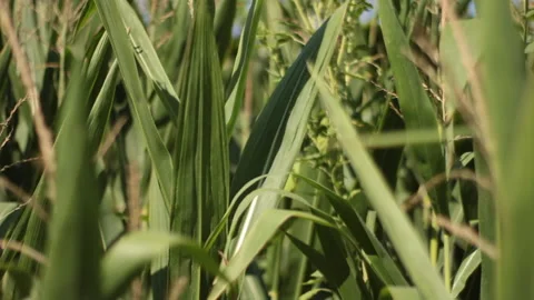 Cornfield Vegetation 001 Stock Footage 344272571