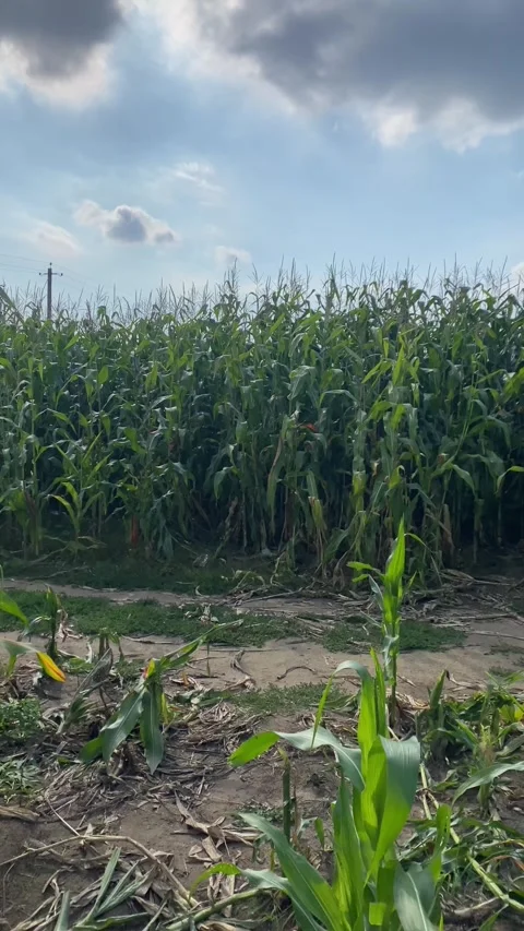 Cornfield. Vertical video Stock Footage 282201040
