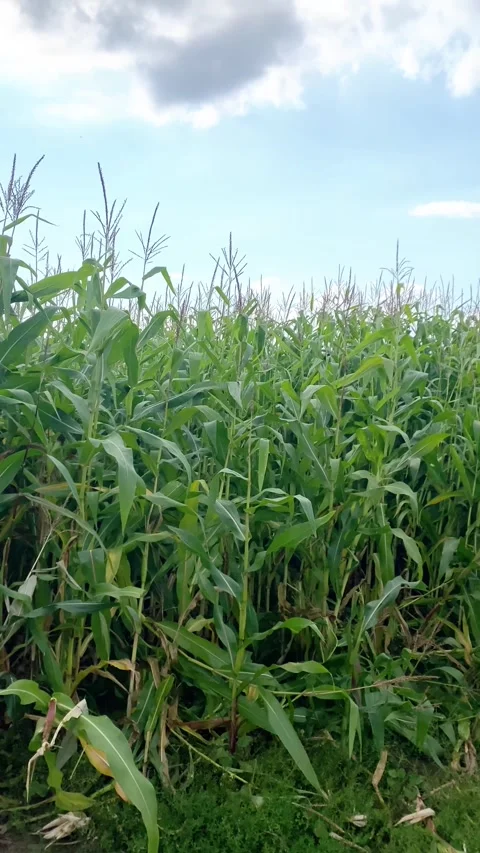 Cornfield. Vertical video Stock Footage 282203972