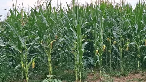 Cornfield video in July, in Romania Stock-Footage 340029443
