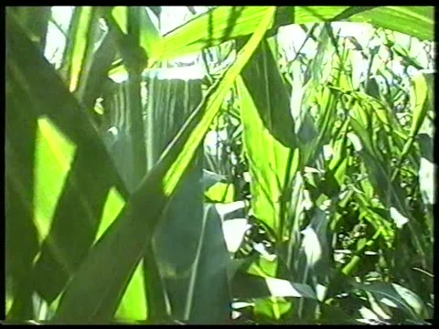 Cornfield Walk Stock Footage 342688321