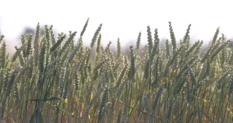 Cornfield waving in the wind ready to harvest Stock Footage 312282989