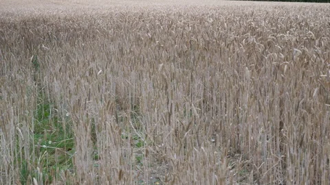 Cornfield waving in the wind Seq B Pt1 of 3 Stock Footage 240696307
