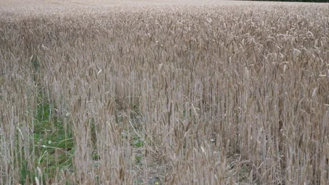 Cornfield waving in the wind Seq B Pt2 of 3 Stock Footage 240697248