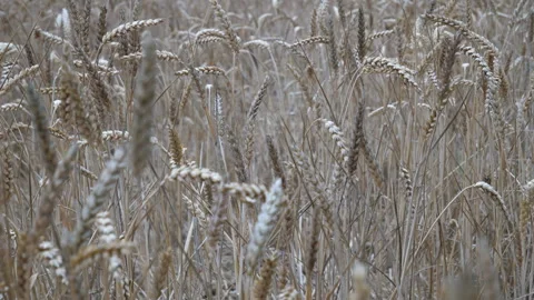 Cornfield waving in the wind Seq C Pt1 of 6 Stock Footage 240698375