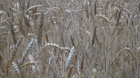Cornfield waving in the wind Seq C Pt2 of 6 Stock Footage 240699265