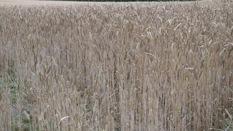 Cornfield waving in the wind Seq A Pt2 of 5 Stock Footage 240694297