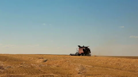 Cornfield with wheat at harvest. Stock Footage 102169560