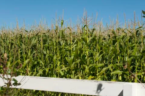 Cornfield WhiteRail Stock Photos