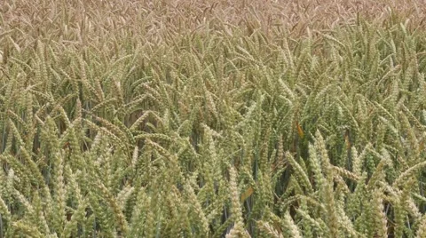 Cornfield in the wind Stock Footage 40297882
