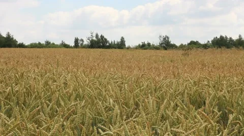 Cornfield in the wind Stock Footage 40297910