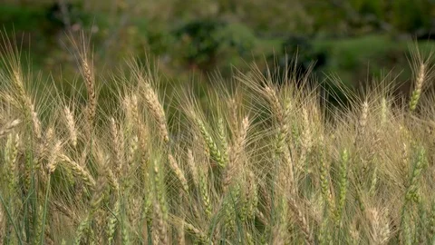 Cornfield in the wind in nature Stock Footage 104581464